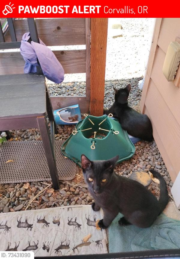 Lost Male Cat last seen Tunison and pickford st. Corvallis oregon, Corvallis, OR 97333