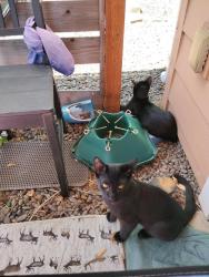 Lost Male Cat last seen Tunison and pickford st. Corvallis oregon, Corvallis, OR 97333
