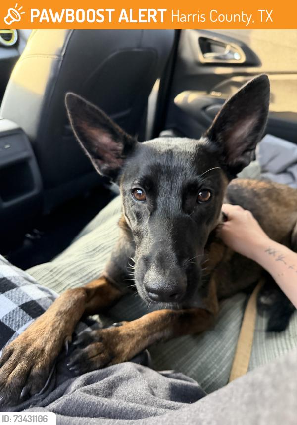 Found/Stray Unknown Dog last seen Farm pasture trail, Harris County, TX 77447