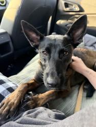 Found/Stray Unknown Dog last seen Farm pasture trail, Harris County, TX 77447