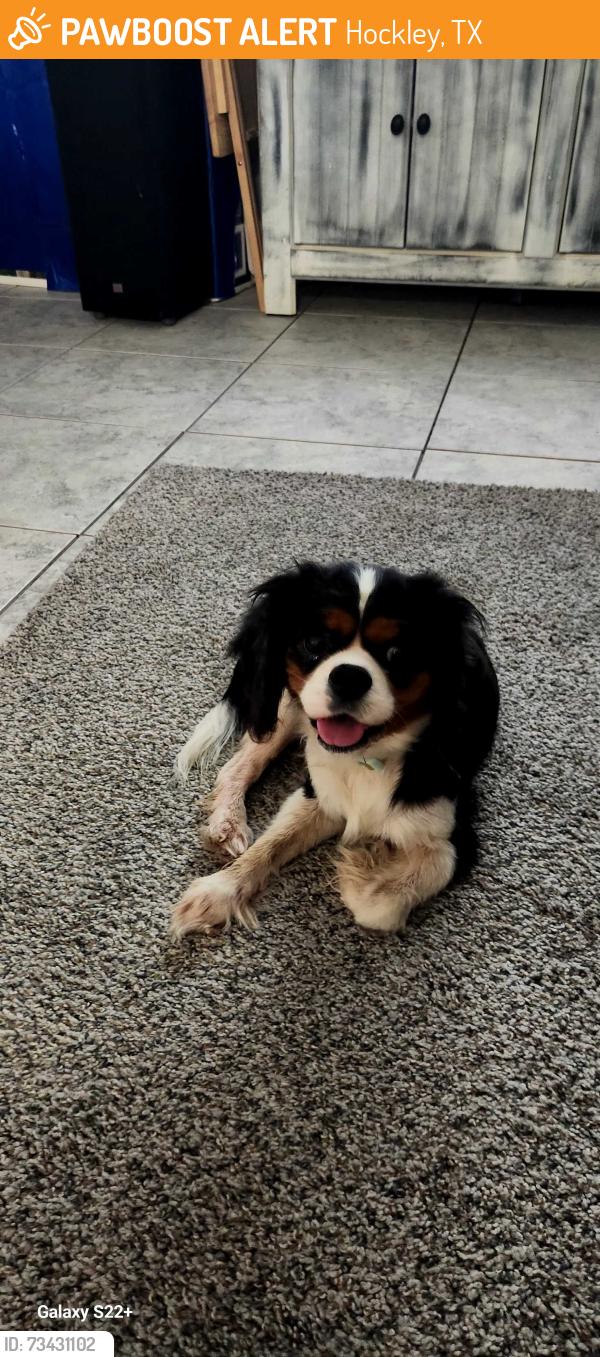 Found/Stray Female Dog last seen Desert Willow & Penquin, Hockley, TX 77447