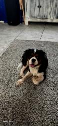 Found/Stray Female Dog last seen Desert Willow & Penquin, Hockley, TX 77447