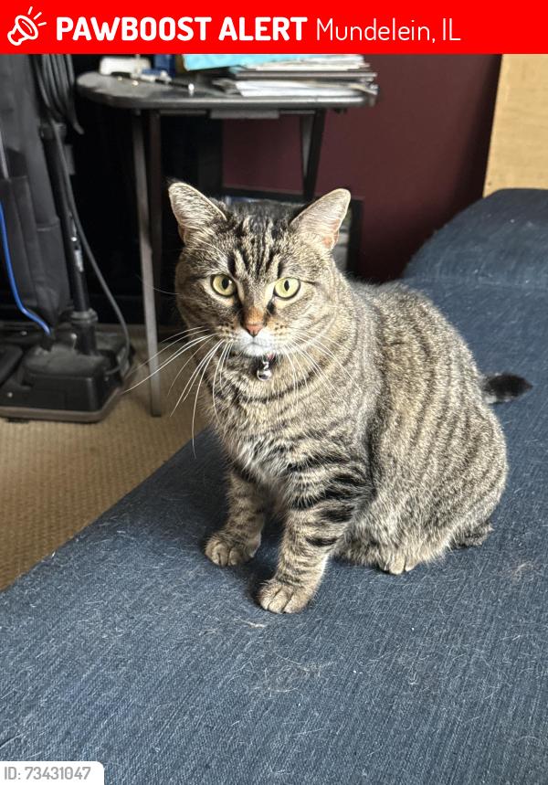 Lost Female Cat last seen Lakeview and Prairie, Mundelein, IL 60060