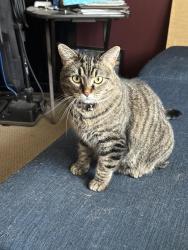 Lost Female Cat last seen Lakeview and Prairie, Mundelein, IL 60060