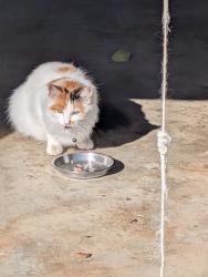 Found/Stray Female Cat last seen South parkside brooklyn, Brooklyn, OH 44144