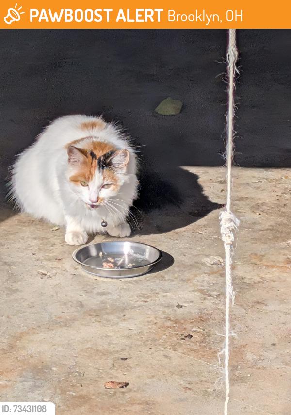 Found/Stray Female Cat last seen South parkside brooklyn, Brooklyn, OH 44144
