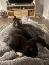 Shelter Stray Male Cat last seen Bexar County, 3353 Morningside Dr, New Braunfels, TX 78132, USA