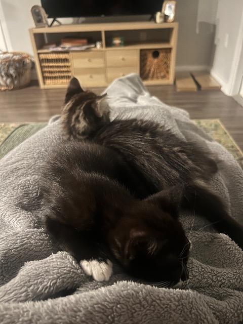 Shelter Stray Male Cat last seen Bexar County, 3353 Morningside Dr, New Braunfels, TX 78132, USA