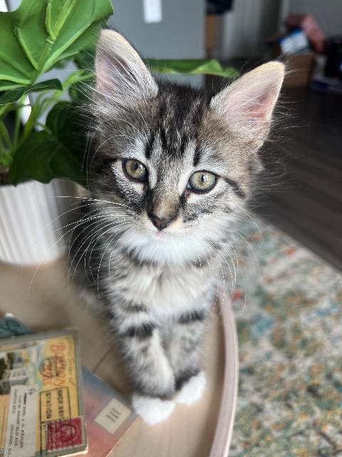 Shelter Stray Female Cat last seen Bexar County, 3353 Morningside Dr, New Braunfels, TX 78132, USA
