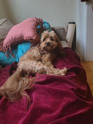 Reunited Female Dog last seen 27th and brown, Philadelphia, PA 19121