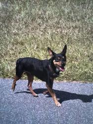 Found/Stray Unknown Dog last seen Sw 63rd ter, Marion Oaks, FL 34473
