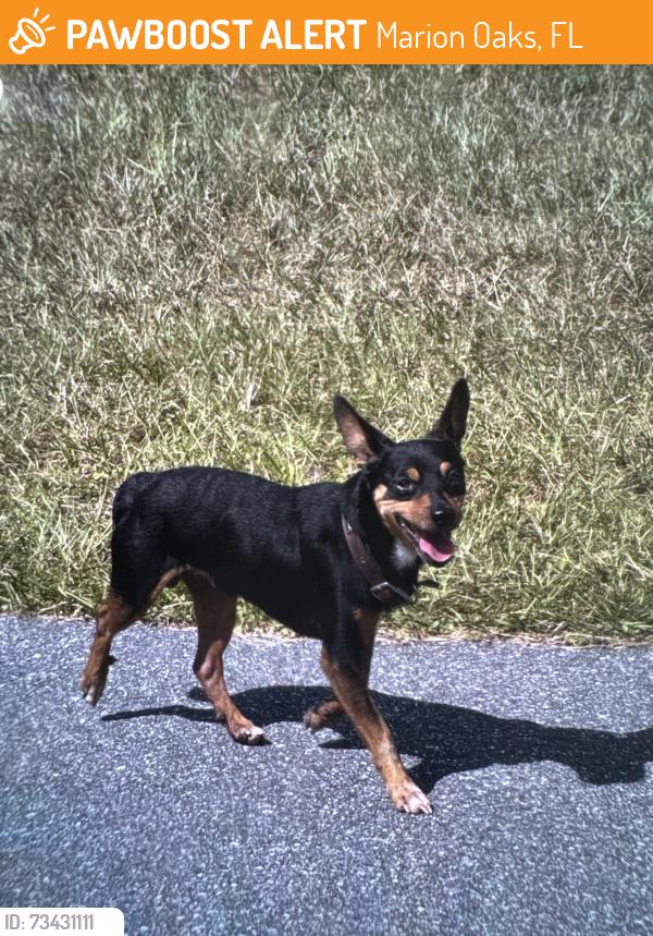 Found/Stray Unknown Dog last seen Sw 63rd ter, Marion Oaks, FL 34473
