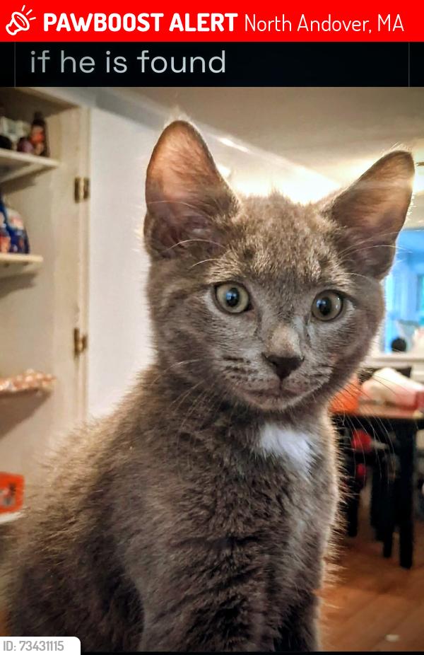 Lost Male Cat last seen Cleve at North andover, North Andover, MA 01845