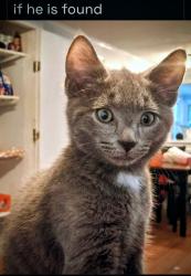 Lost Male Cat last seen Cleve at North andover, North Andover, MA 01845
