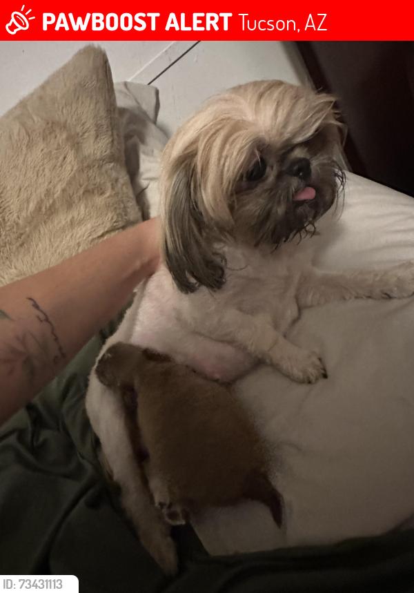 Lost Female Dog last seen Irvington and Campbell, Tucson, AZ 85706