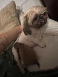 Lost Female Dog last seen Irvington and Campbell, Tucson, AZ 85706