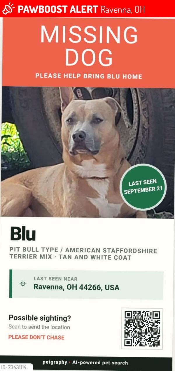 Lost Female Dog last seen Summit and Rootstown Rds, Ravenna, OH 44266