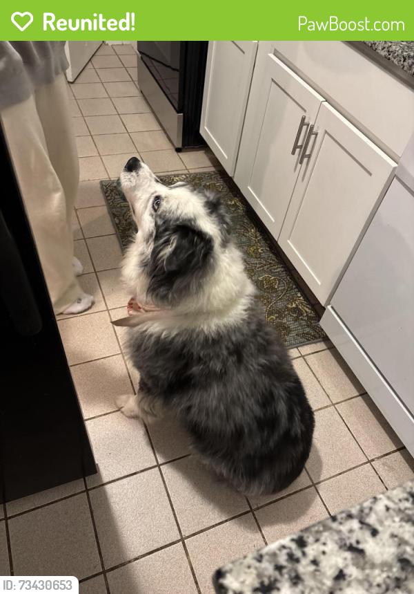 Reunited Male Dog last seen Pinehurst rd, evesham ave, Baltimore, MD 21212