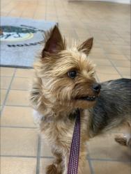 Lost Female Dog last seen Turnberry farms, hines road, Columbus, OH 43068
