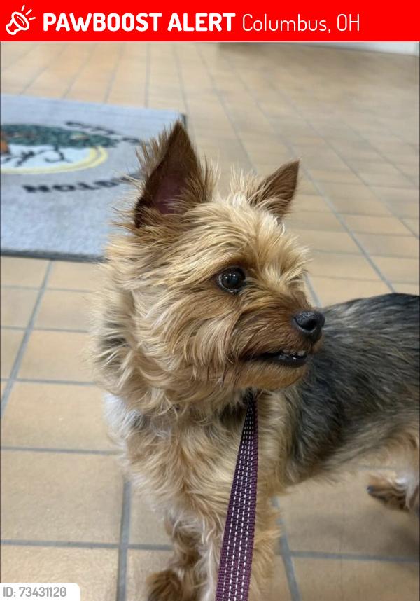 Lost Female Dog last seen Turnberry farms, hines road, Columbus, OH 43068