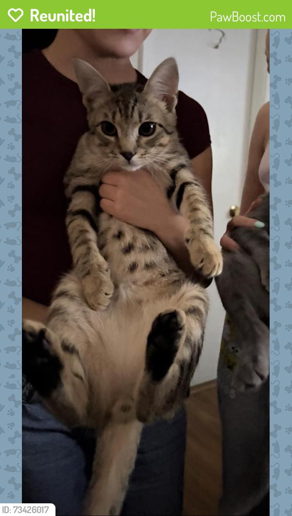 Reunited Male Cat last seen Matthew’s school road, Winder, GA 30680
