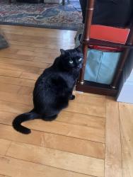 Reunited Male Cat last seen Capuano Early Childhood Center, Somerville, MA 02145