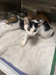 Shelter Stray Male Cat last seen , 14409 Vanowen St, Van Nuys, CA 91405, USA