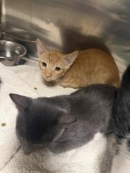 Shelter Stray Male Cat last seen , 14409 Vanowen St, Van Nuys, CA 91405, USA
