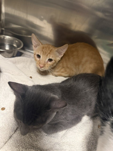 Shelter Stray Male Cat last seen , 14409 Vanowen St, Van Nuys, CA 91405, USA
