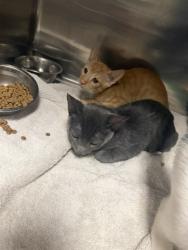 Shelter Stray Male Cat last seen , 14409 Vanowen St, Van Nuys, CA 91405, USA