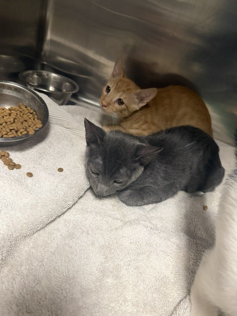 Shelter Stray Male Cat last seen , 14409 Vanowen St, Van Nuys, CA 91405, USA