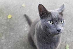 Found/Stray Unknown Cat last seen Palace and Plum, Aurora, IL 60506