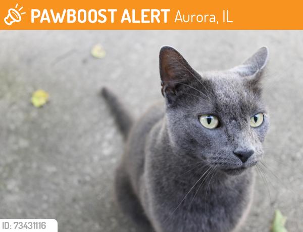 Found/Stray Unknown Cat last seen Palace and Plum, Aurora, IL 60506