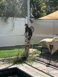 Reunited Male Cat last seen Dunedin Elementary, Clearwater, FL 33755