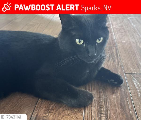 Lost Female Cat last seen Winterwood, Sparks, NV 89434