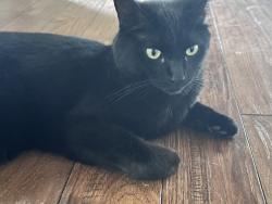 Lost Female Cat last seen Winterwood, Sparks, NV 89434