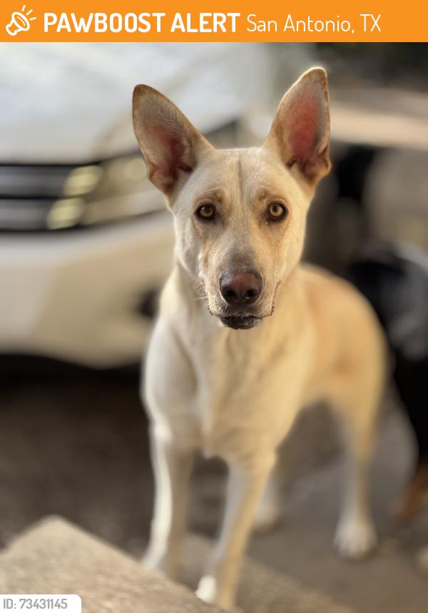 Found/Stray Female Dog last seen Zarzamora and ruiz, San Antonio, TX 78207