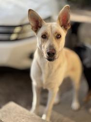 Found/Stray Female Dog last seen Zarzamora and ruiz, San Antonio, TX 78207