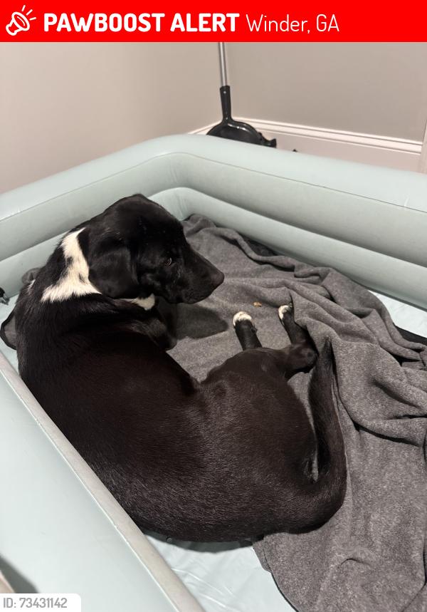 Lost Male Dog last seen short st, Winder, GA 30680