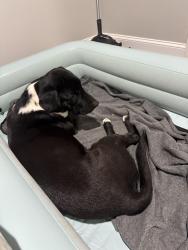 Lost Male Dog last seen short st, Winder, GA 30680