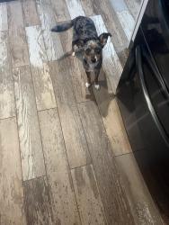 Found/Stray Female Dog last seen Old Dixie Hwy & Roseland Rd, Sebastian, FL 32958