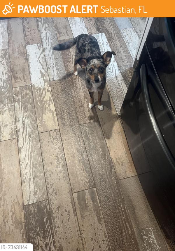 Found/Stray Female Dog last seen Old Dixie Hwy & Roseland Rd, Sebastian, FL 32958