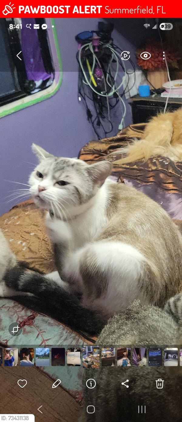 Lost Female Cat last seen Near court and a hundred and forty eighth street, Summerfield, FL 34491