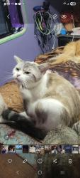 Lost Female Cat last seen Near court and a hundred and forty eighth street, Summerfield, FL 34491