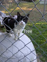 Lost Female Cat last seen Wycliffe Ave and Oakleigh, Parkville, MD 21234