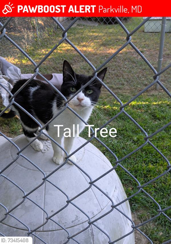 Lost Female Cat last seen Wycliffe Ave and Oakleigh, Parkville, MD 21234