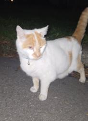 Found/Stray Unknown Cat last seen street And 7th, Carnegie, PA 15106