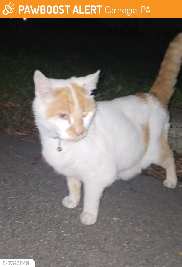 Found/Stray Unknown Cat last seen street And 7th, Carnegie, PA 15106