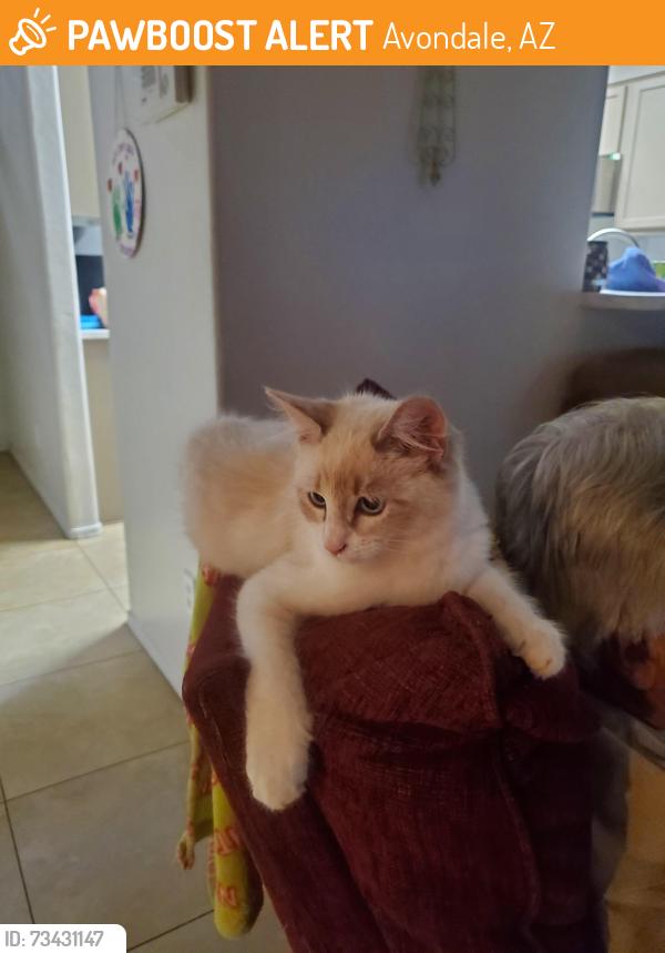 Found/Stray Female Cat last seen 113th ave and chase drive, Avondale, AZ 85323