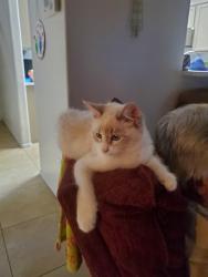 Found/Stray Female Cat last seen 113th ave and chase drive, Avondale, AZ 85323